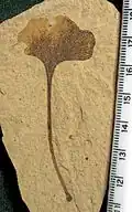 A 6.7&nbsp;cm tall Ginkgo biloba leaf, with insect herbivory. Klondike Mountain Formation, Republic, Ferry County, Washington, USA, Eocene, Ypresian, 49 million years old