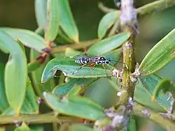 Glabridorsum stokesii found in the Waitākere Ranges, Auckland Region, New Zealand