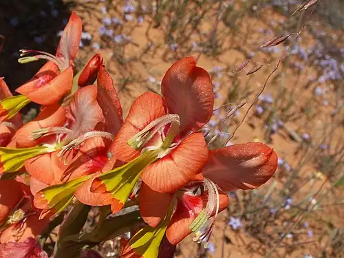 Gladiolus alatus, Clanwilliam, RSA