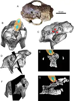 Photograph and CT scans of a Glyptotherium cylindricum skull preserving pathologies caused by humans