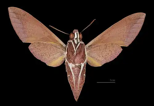 Gnathothlibus erotus ♂ △