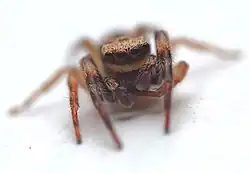 Male Trite auricoma with "mustache" that identifies it as a male.