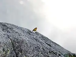 Male at 11,000&nbsp;ft. in Kullu - Manali District of Himachal Pradesh, India