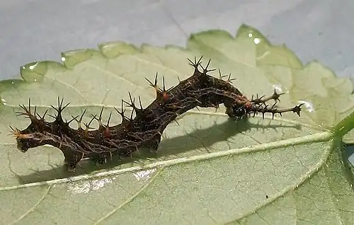 Captive-raised E. d. angulata larva (dark)