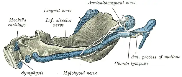 Mandible of human embryo 95&nbsp;mm long. Inner aspect. Nuclei of cartilage stippled.