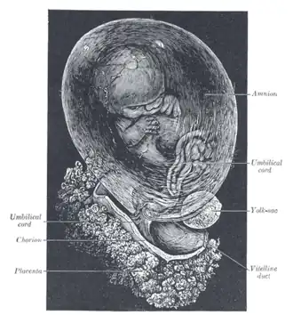 Fetus of about 8&nbsp;weeks, enclosed in the amnion. Magnified a little over two diameters.