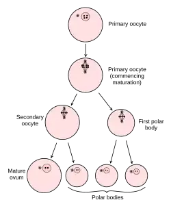 Diagram showing the reduction in number of the chromosomes in the process of maturation of the ovum.
