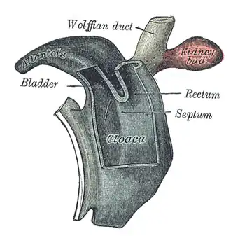 Cloaca of human embryo from twenty-five to twenty-seven days old.