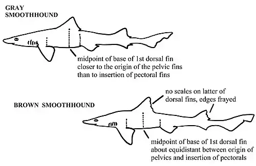 Image showing dorsal fin differences between gray and brown smooth-hound species.