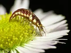 Red-lipped Green Lacewing (Chrysoperla rufilabris) larva