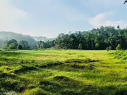 Green paddy field in Akuressa near Galle