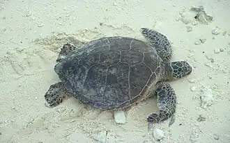 Green sea turtle coming on to the beach to nest.