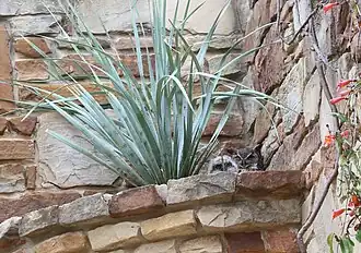 Horned owl and owlet resting above.