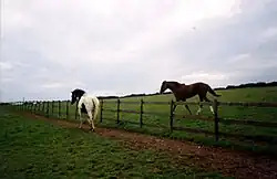 Guard horse near Barkla Shop