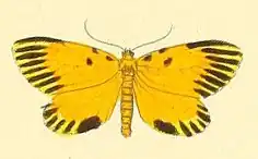 Mesenochroa guatemalteca