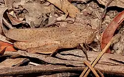 This grasshopper hides from predators by mimicking a dry leaf