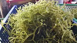 Gusô (Eucheuma spp.), anedible tropical seaweed species originally cultivated in the Philippines. They are eaten fresh or processed into carrageenan.