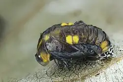 Pupa