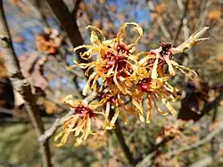 Flowers of Hamamelis vernalis 'Autumn embers' (copper-red)