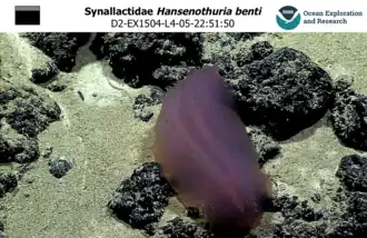 Hansenothuria benti (Persiculida)