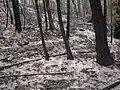 In many areas the fire burned so hot that it reduced ground cover to bare soil