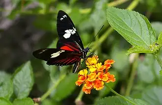 Image 11The Heliconius doris butterfly (from Wildlife of Costa Rica)