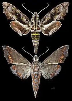 Hemeroplanes diffusa