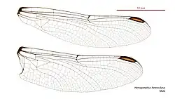 Male wings