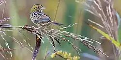 Henslow's sparrow (Ammodramus henslowii), Butler County, Ohio, USA (October 2016)