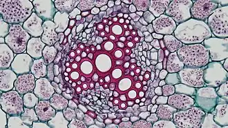 The vascular bundle of the root of the genus Ranunculus (dicotyledon) can see the endothelium and the Casparian strip around the middle column. The Casparian strip is dyed red because it contains lignin.