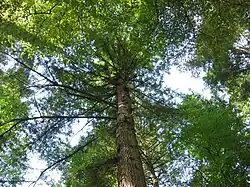 Looking up the trunk of the Hermitage Douglas-fir