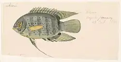 An 1865 watercolor painting of heroes efasciatus by Jacques Burkhardt.