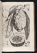 Limon Caietanus from Hesperides (1646)