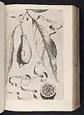 Limon perettae consimilis from Hesperides (1646)