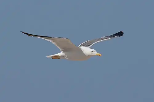 In flight, in Oman