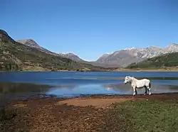 A highland pony in front of Loch Coulin