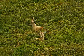 South Andean deer