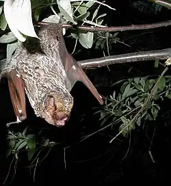 The Hoary bat