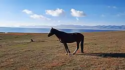 Horse grazing on the shores of Lake Song Kul, in the Naryn region, Kyrgyzstan