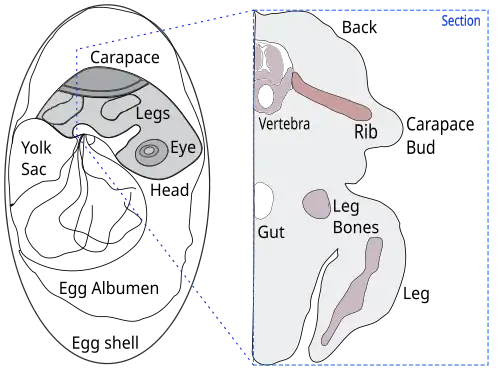 Drawing of a section through a turtle embryo showing formation of the shell, with the ribs growing sideways