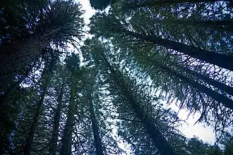 View of tree canopy.