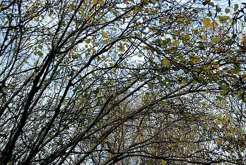 Common hazel (Corylus hazelnut)