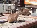 Capybara
