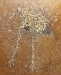 Idiornis tuberculata