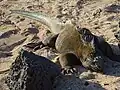 Iguana on the beach at the Charles Darwin Research Station