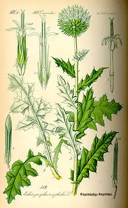 Illustration of Echinops sphaerocephalus from Flora von Deutschland, Österreich und der Schweiz, 1885