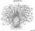 Long curly terminal hair and shorter lateral hair attached to ascoma