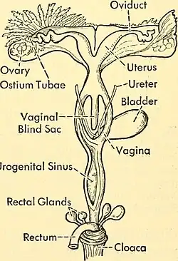 Female reproductive tract