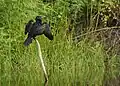 Indian Cormorant at lake in Jaswant Thada
