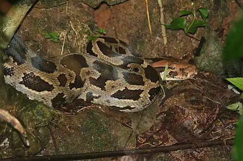 Lateral view